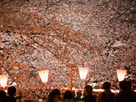 ≪Cherry Blossom Spots≫ Meguro River