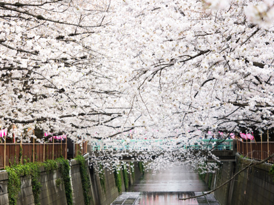 ≪Cherry Blossom Spots≫ Meguro River