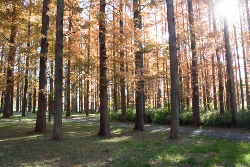 ≪Autumn Foliage Spots≫ Mizumoto Park