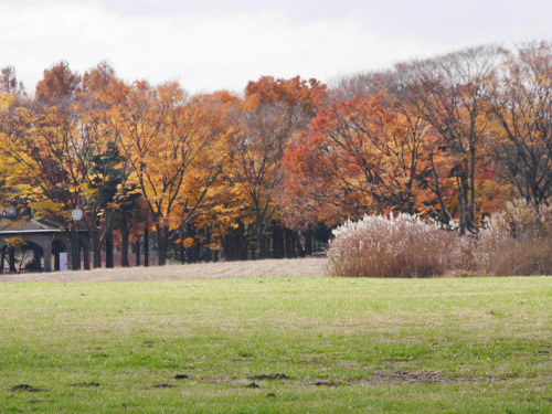 ≪Autumn Foliage Spots≫ Mizumoto Park