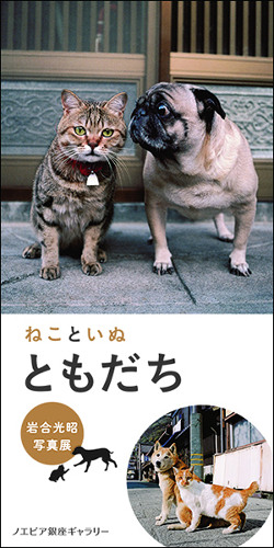 Mitsuaki Iwago Photographic Exhibition "Cats & Dogs"