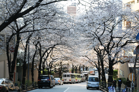 ≪Cherry Blossom Spots≫ ARK Hills