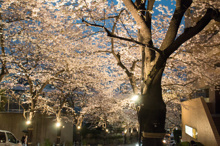 ≪Cherry Blossom Spots≫ ARK Hills