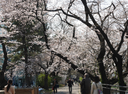 ≪Cherry Blossom Spots≫ Sotobori Park