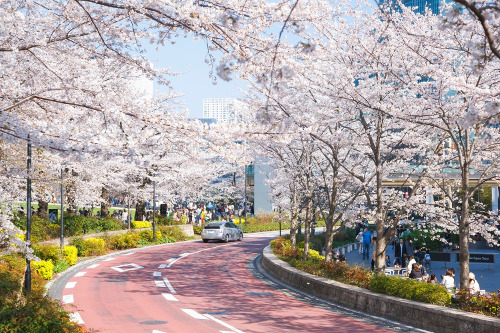 ≪Cherry Blossom Spots≫ Tokyo Midtown