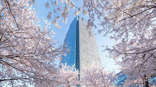 ≪Cherry Blossom Spots≫ Tokyo Midtown