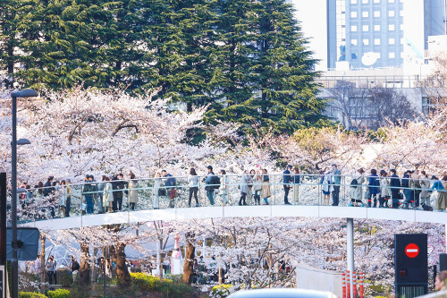 ≪Cherry Blossom Spots≫ Tokyo Midtown