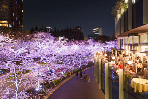 ≪Cherry Blossom Spots≫ Tokyo Midtown