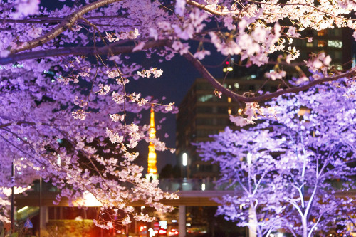 ≪Cherry Blossom Spots≫ Tokyo Midtown
