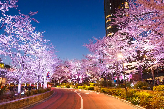 ≪Cherry Blossom Spots≫ Tokyo Midtown