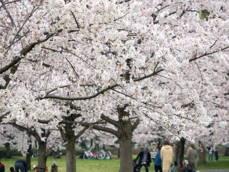 ≪Cherry Blossom Spots≫ Toneri Park