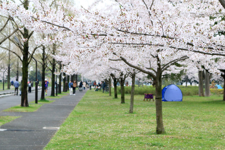 ≪Cherry Blossom Spots≫ Toneri Park