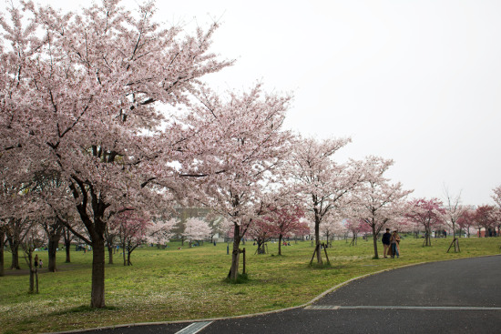 ≪Cherry Blossom Spots≫ Toneri Park