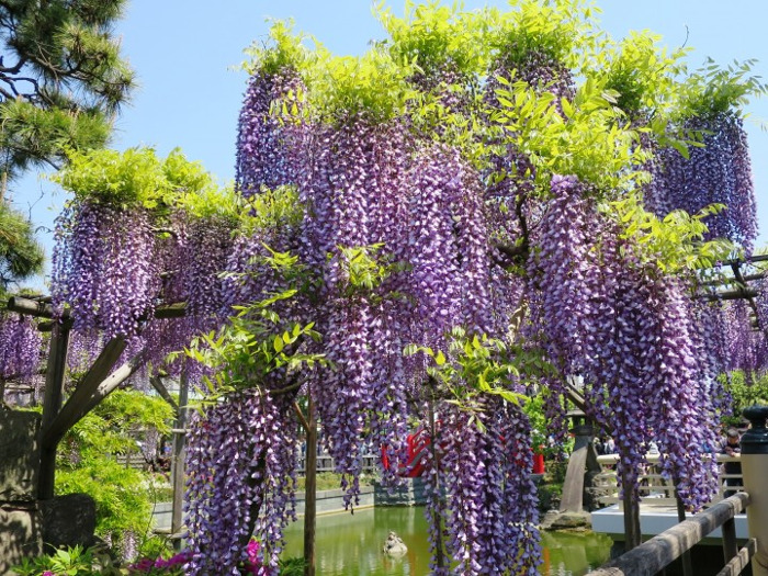 Kameido Tenjin Wisteria Festival