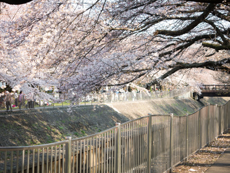 ≪Cherry Blossom Spots≫ Zenpukujigawa Green Park