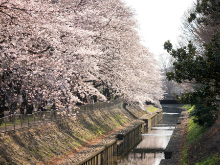≪Cherry Blossom Spots≫ Zenpukujigawa Green Park