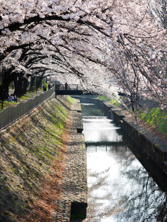 ≪Cherry Blossom Spots≫ Zenpukujigawa Green Park