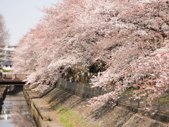 ≪Cherry Blossom Spots≫ Zenpukujigawa Green Park