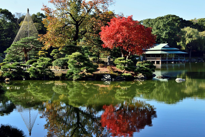 ≪Autumn Leaves Viewing Spot≫ Kiyosumi Gardens