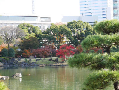 ≪Famous Autumn Foliage Spots≫ Kyu-Shiba-rikyu Gardens