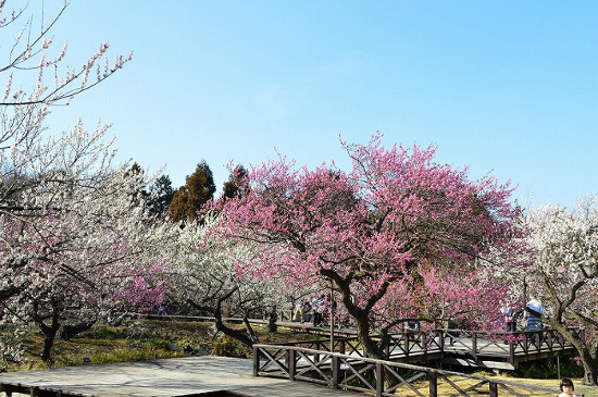 Odawara Flower Garden Ume Matsuri Plum Festival Sagaswhat