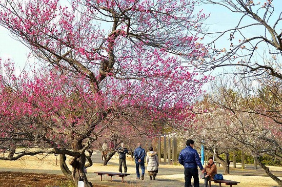 Odawara Flower Garden Ume Matsuri Plum Festival Sagaswhat