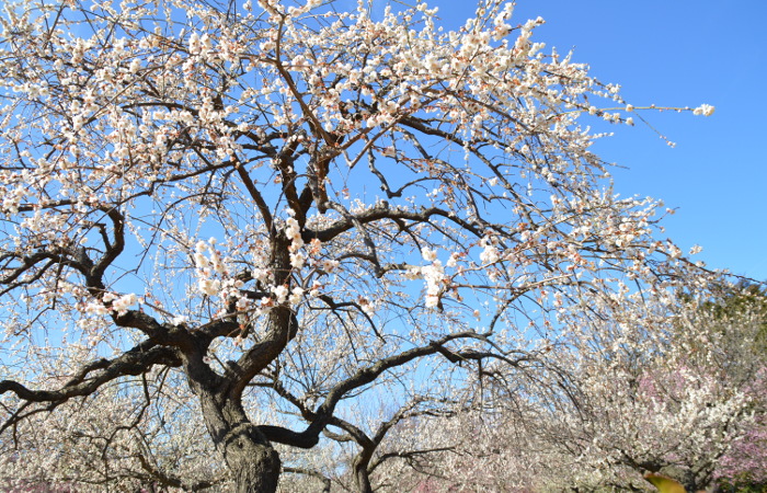 Odawara Flower Garden Ume Matsuri (Plum Festival)