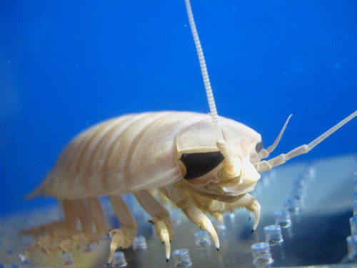 Exciting Creatures of the Deep Sea 2020 (Sunshine Aquarium)