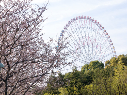 ≪Cherry Blossom Spots≫ Kasai Rinkai Park