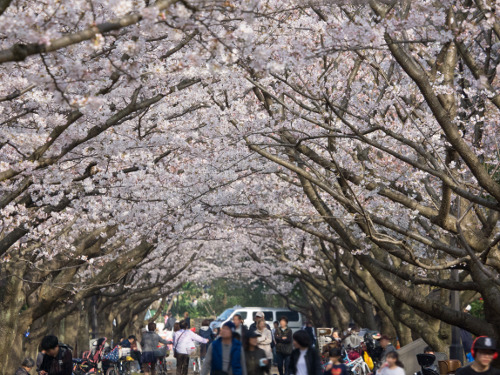 ≪Cherry Blossom Spots≫ Kasai Rinkai Park