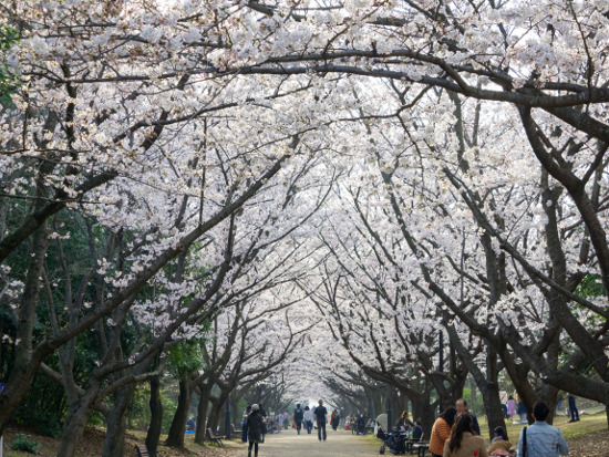 ≪Cherry Blossom Spots≫ Kasai Rinkai Park