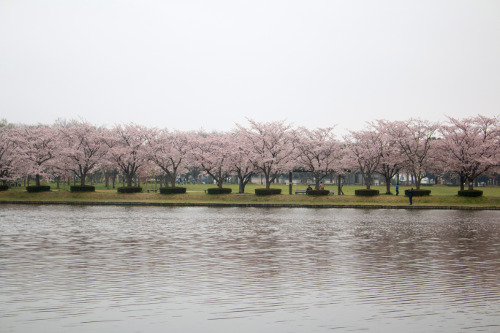 ≪Cherry Blossom Spots≫ Mizumoto Park