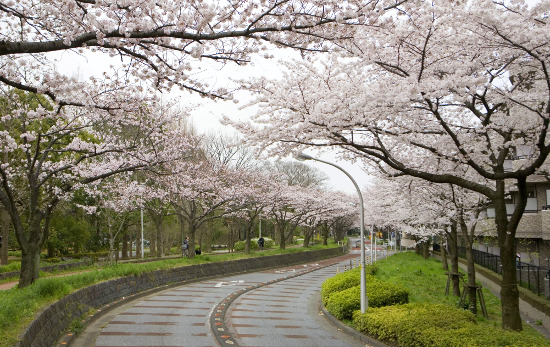 ≪Cherry Blossom Spots≫ Mizumoto Park