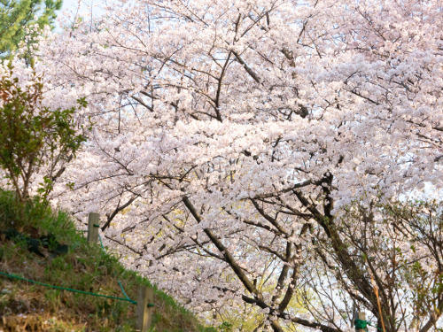 ≪Cherry Blossom Spots≫ Toyama Park