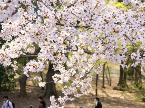 ≪Cherry Blossom Spots≫ Toyama Park