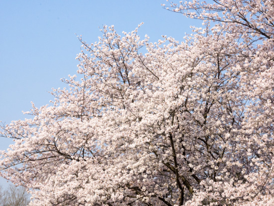 ≪Cherry Blossom Spots≫ Toyama Park