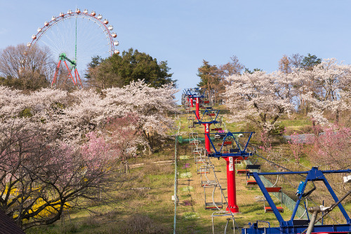 Lake Sagami Pleasure Forest Sakura Festival