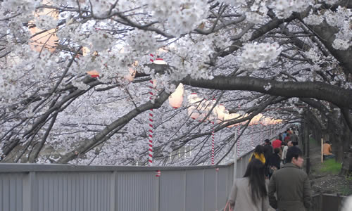 Oedo Fukagawa Cherry Blossom Festival