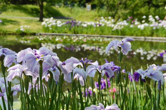 Japanese iris and Lotus Festival (Odawara Flower Garden)