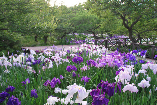 Japanese iris and Lotus Festival (Odawara Flower Garden)