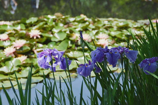 Japanese iris and Lotus Festival (Odawara Flower Garden)