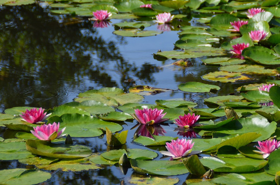 Japanese iris and Lotus Festival (Odawara Flower Garden)