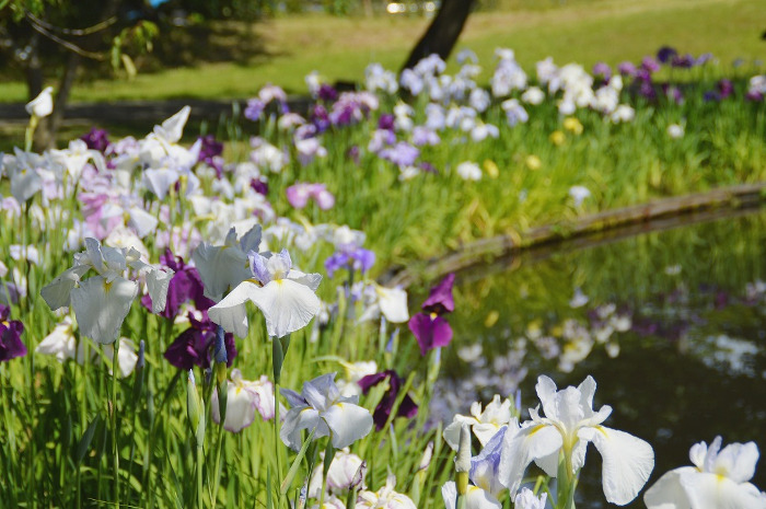 Japanese iris and Lotus Festival (Odawara Flower Garden)
