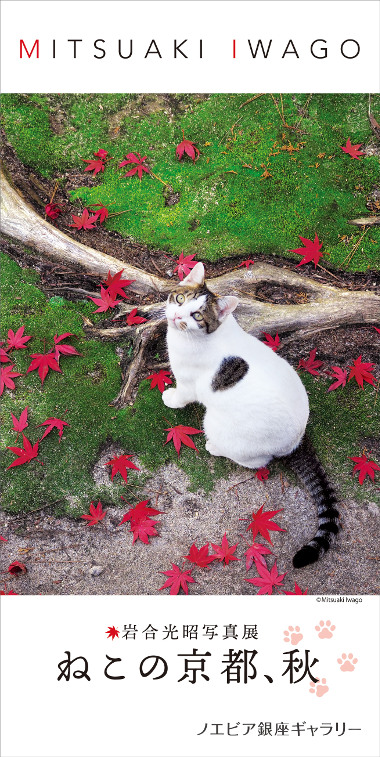 Mitsuaki Iwago Photographic Exhibition "A Cat’s Kyoto, Autumn"