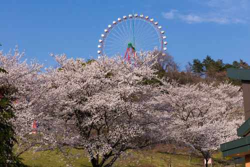 Lake Sagami Pleasure Forest Sakura Festival