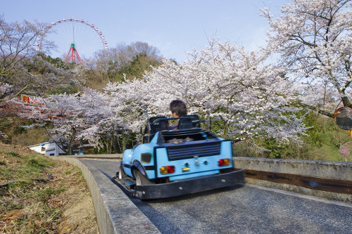 Lake Sagami Pleasure Forest Sakura Festival