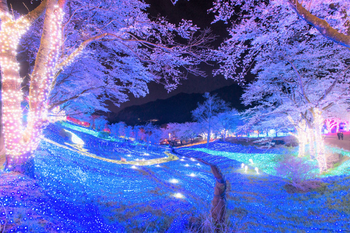 Lake Sagami Pleasure Forest Sakura Festival