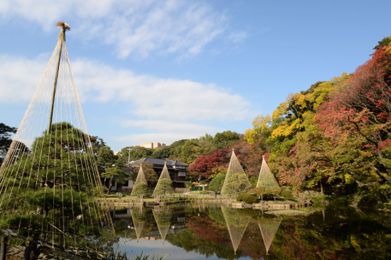 ≪Autumn Leaves Viewing Spot≫ Higo Hosokawa Garden