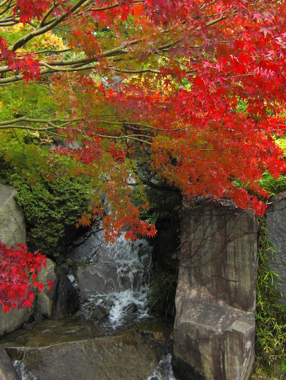 ≪Autumn Leaves Viewing Spot≫ Mejiro Garden